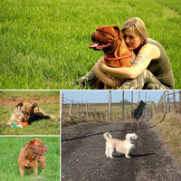 Nice (Fun Puppies) - Relaxing Dogs