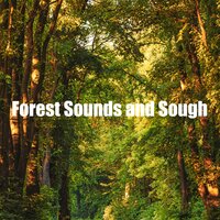 Forest Sounds and Sough for Relaxation - Pro Sounds of Nature