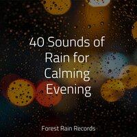Birdsong in the Wind - Nature Sounds Radio & Deep Sleep & Water Sounds for Sleep