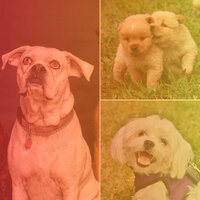 Stylish Moods for Worshiping Your Dog - Dog Calming Music