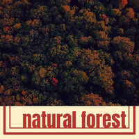 Natural Forest - Emmanuel Forest
