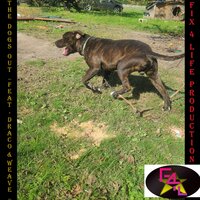 The Dog's Out - Fix 4 Life & Draco & Weave