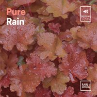Pure Rain, Pt. 29 - Always Raining