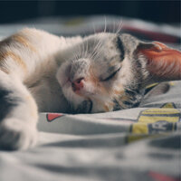 Warmth of Quiet - Official Pet Care Collection & RelaxMyCat & Music For Cats