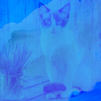 Magical Music for Kitten Anxieties - Música para dormir Gatos