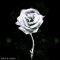 Looking - Shiv & Luci4