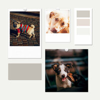 Cozy Dogs - Ambience - Chill My Pooch