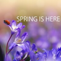 Lunar Eclypse - Relaxing Sounds Spring Music House