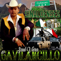 Rosa de Castilla - Saul Viera El Gavilancillo