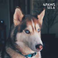 Calming Music for Cats - Dog Music & Sleeping Music For Dogs & Cat Music