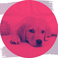 Excellent Calming Puppies - Calm Dog Music