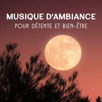 Sommeil paisible (Les hiboux la nuit) - Zone de Relaxation