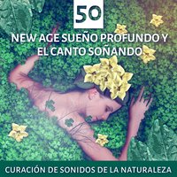 Gaviotas que Rodean la Costa - Meditación Música Ambiente