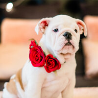 Don't Worry - Official Pet Care Collection & Relaxing Music for Dogs & Sleepy Dogs
