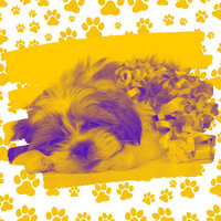 Relaxing Relaxing Your Dog - Music for Dogs Playlist