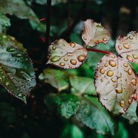Jungle Rains - Rain Forest FX & Reiki Tribe & Natural Samples