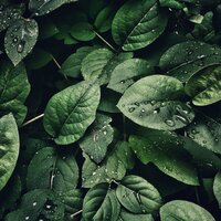 Baby Rain - Baby Rain