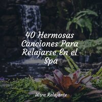 Paz en El Bosque De Pinos - Musica Meditaction & Meditação Maestro & Meditação Zen