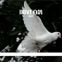 Dove白鸽 - Ray