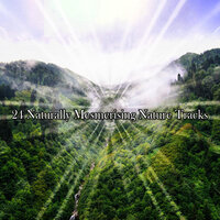 Take A Walk In Nature - Sounds of Nature Noise