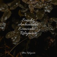 Flores Bailando - Natureza Musica Bem-Estar Academia & Música Relajante para Bebés & Meditación Maestro