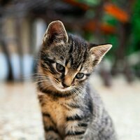 Видения (Подчеркнутые кошки) - Музыка для кошек