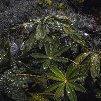 Conexión Cósmica - Sonidos de lluvia para dormir & Musica Para Meditar y Relajarse & Música a Relajarse