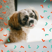 Background for Sleeping Puppies - Music for Calming Dogs