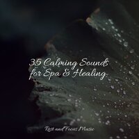 Peace of Mind Music - Classical Study Music & Yoga Sounds & Study Zone