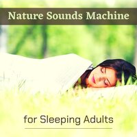 Beautiful Dream - Bird Songs Nature Music Specialists