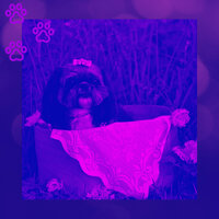 Background for Sleepy Pups - Comfortable Doggy Music