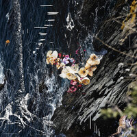 Montipora - Bimol & Jauri
