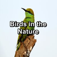 Calming Blackbirds Music - Bird Sounds & Bird Sounds 2016 & Nature Bird Sounds