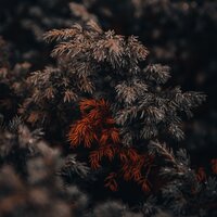 Armonía Para La Vida - Naturaleza Sonidos & Musica Para Dormir Profundamente & Especialistas de Musica para Dormir