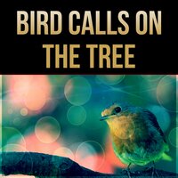Tranquil Wild Bird Sounds - Sounds of Nature Kingdom