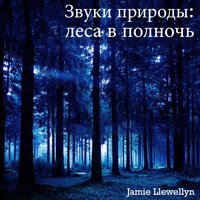 Звуки природы: леса в полночь - Jamie Llewellyn