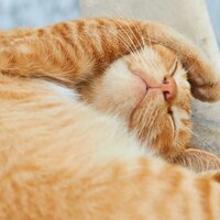 Cat's Soft Sleep Vibes - Joyful Harmony & Peaceful Cats & Anxiety & Stress Relief Music For Cats & Kittens