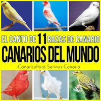 Canario Slavujar - Estudios Talkback