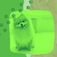 Sparkling Bossa Nova - Vibe for Doggy Wellness - Calming Music for Dogs