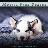 Música para los oídos del perro - Música Para Perros & Ansiedad De Los Perros & Música Relajante para Perros