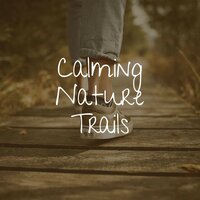Acid Rain and Nature Sounds - Worldwide Nature Studios