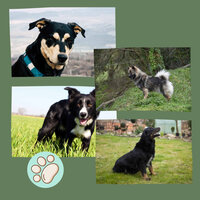 Sprightly Moods for Calming Your Puppies - Relaxing Music for Dogs