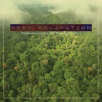 Rainforest Calming and Relaxing Sounds, Pt. 16 - Craig Hewitt