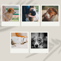 Joyful (Happy Dog Walks) - Dog Music