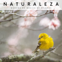Sonidos De Insectos En Junio - Naturaleza Sonidos & Flor de Loto & Relajante Academia de Música Zen