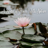 Divine Quiescence - Nature Lab & Nature Sleep & Nature Ambience