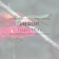Comfy Bird Sounds - Bird Sounds