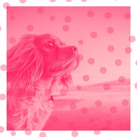 Harp Music Soundtrack for Doggy Naptime - Calm Dog Music