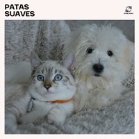 Música de Cura Energética para Cães - Música Para Cachorros & Academia de Música para Animais & Música para Pets Dormirem & Música de Dormir para Cachorros