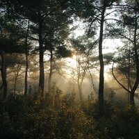 Greensleeves - Cheng